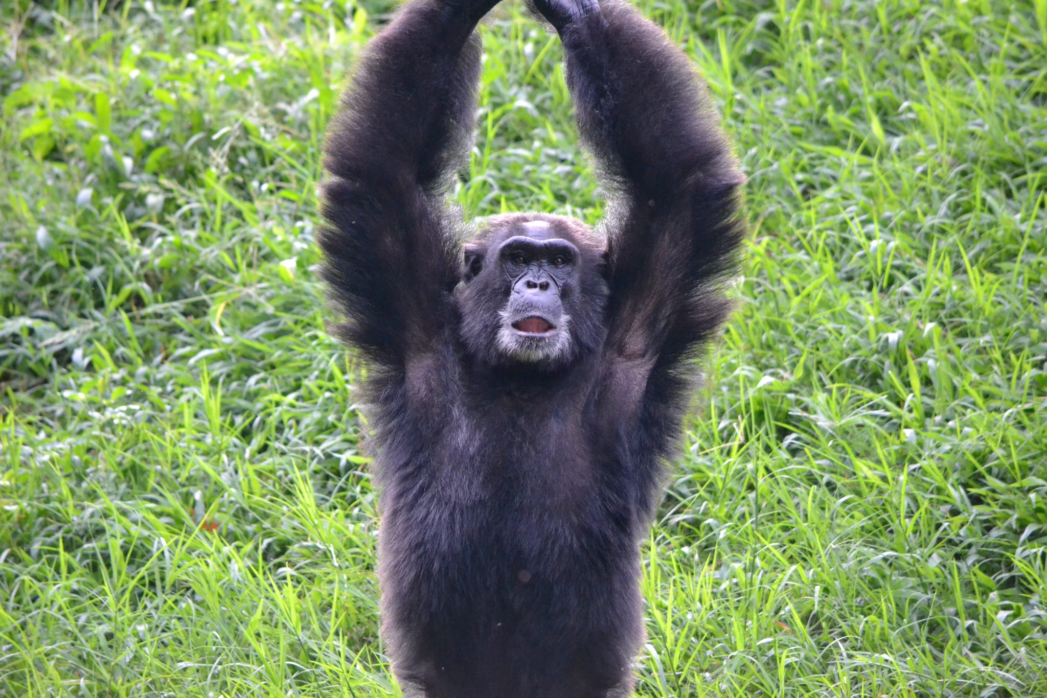 Mountain gorillas